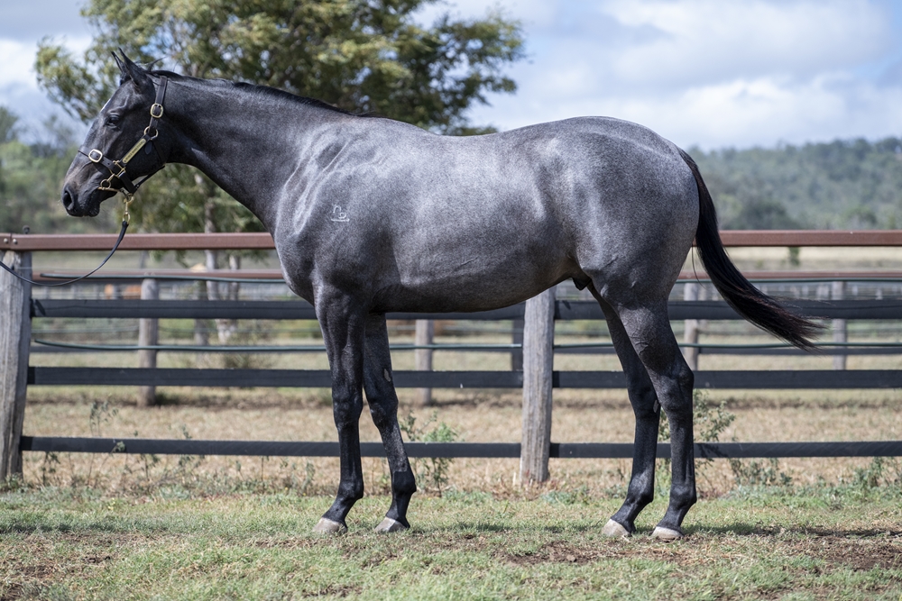 Top Ranked (IRE) / Indiscretions (AUS) 2024 Colt - Image 1