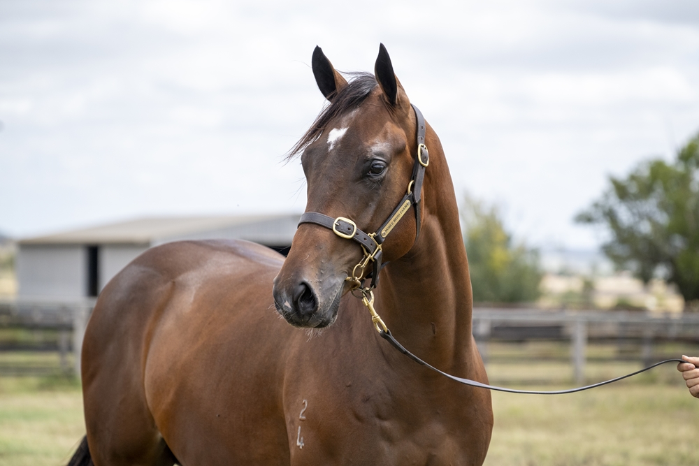 Lean Mean Machine (AUS) / Hot News (AUS) 2024 Colt - Image 1