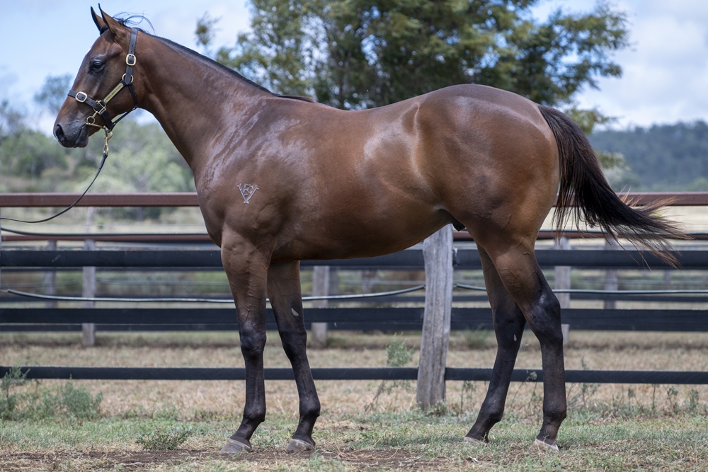 Lean Mean Machine (AUS) / Hot News (AUS) 2024 Colt - Image 2