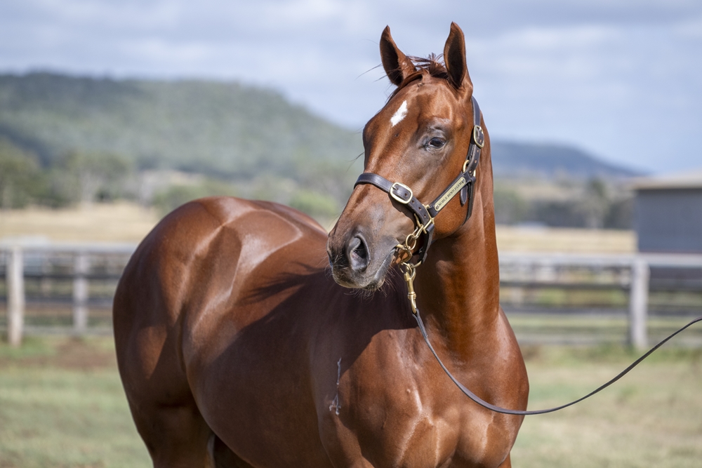 Encryption (AUS) / Khanjar (AUS) 2024 Filly - Image 2