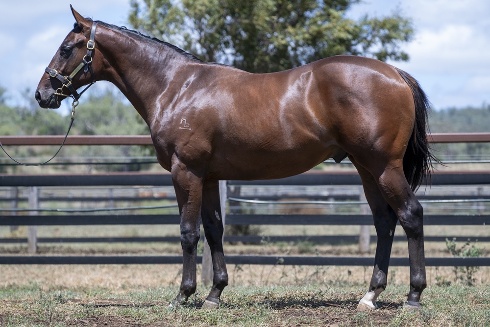 Tiger of Malay (AUS) / Lucid (AUS) 2024 Colt - Image 1