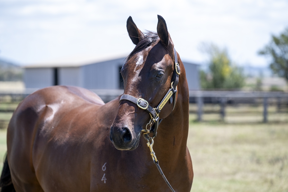 Tiger of Malay (AUS) / Lucid (AUS) 2024 Colt - Image 2