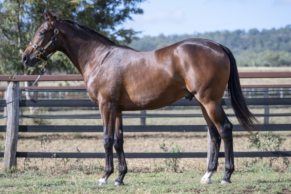 Tassort (AUS) / Nekoosa (AUS) 2024 Colt - Image 1