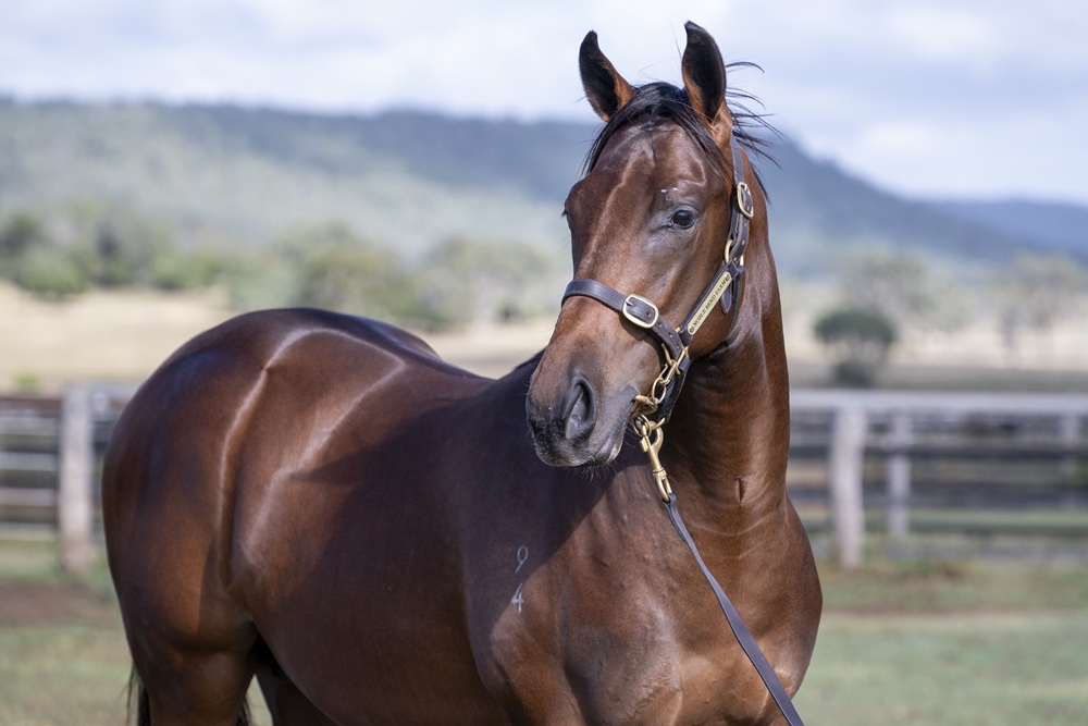 Tassort (AUS) / Nekoosa (AUS) 2024 Colt - Image 2