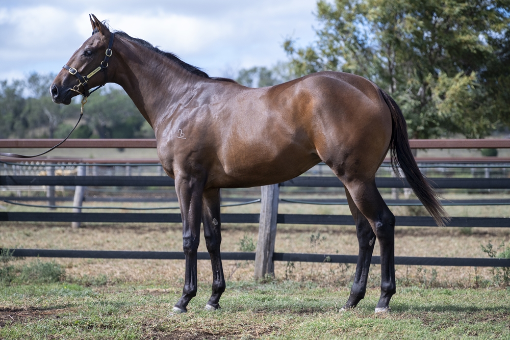 Barbaric (AUS) / Pentangili (AUS) 2024 Filly - Image 1