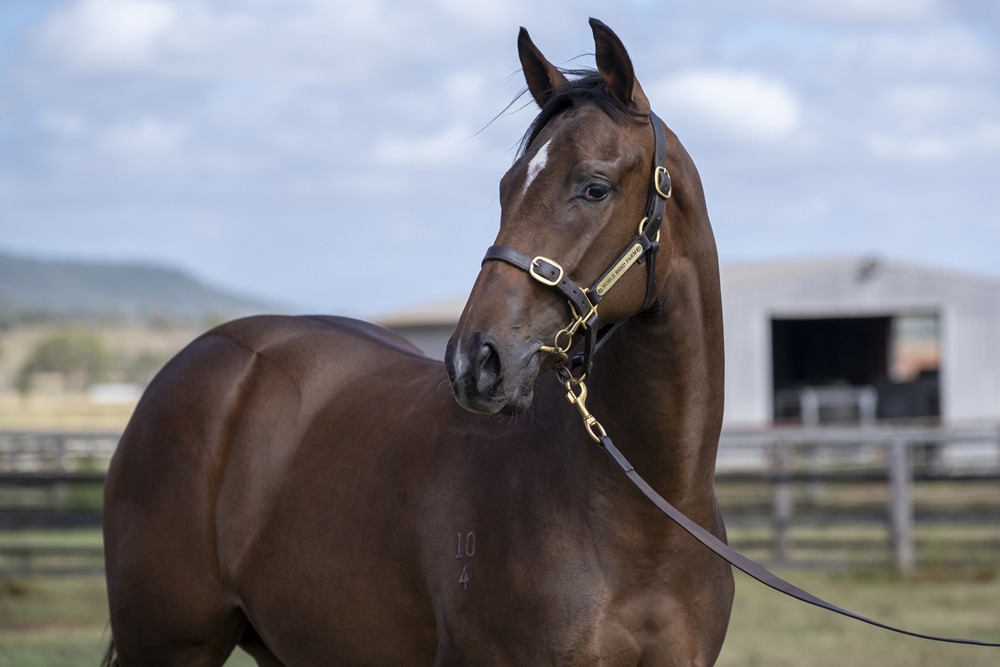 Barbaric (AUS) / Pentangili (AUS) 2024 Filly - Image 2