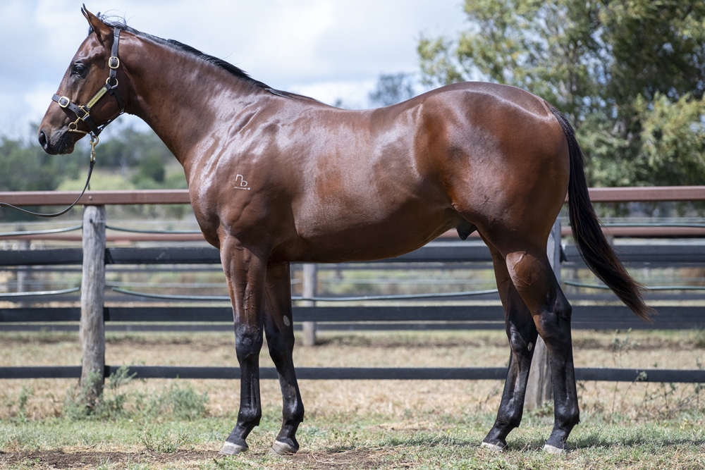Barbaric (AUS) / Sable Island (AUS) 2024 Colt - Image 1