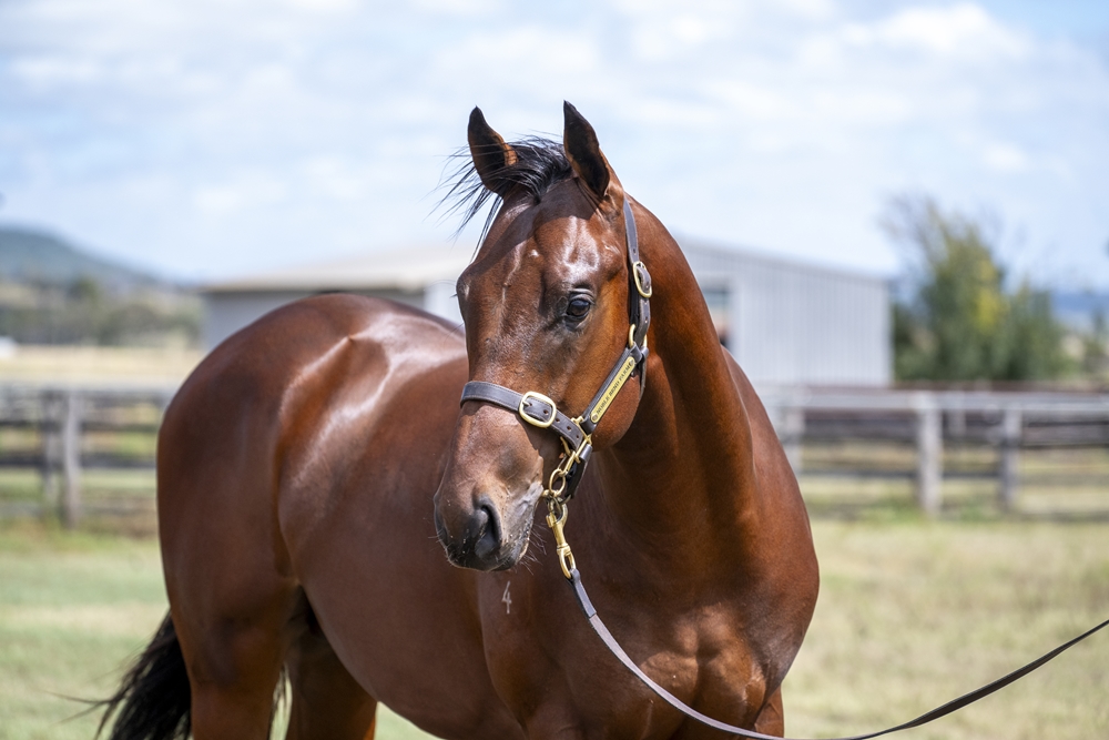 Barbaric (AUS) / Sable Island (AUS) 2024 Colt - Image 2