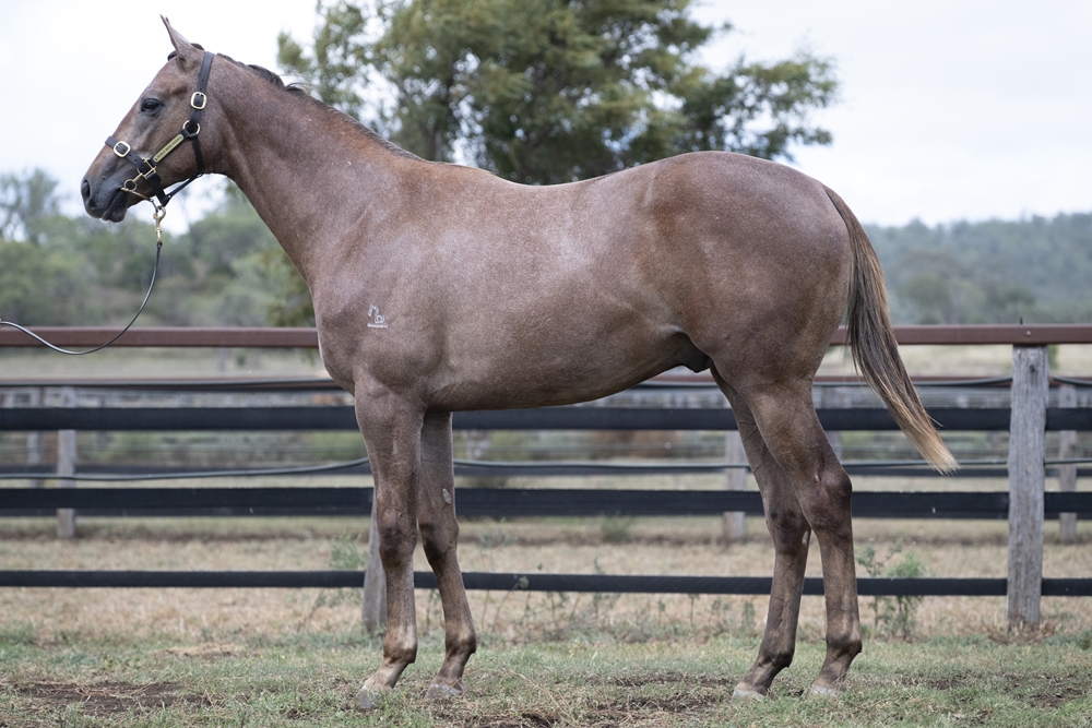 Top Ranked (IRE) / Sherries (AUS) 2024 Colt - Image 1