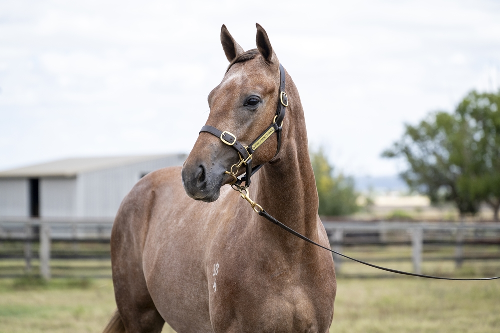 Top Ranked (IRE) / Sherries (AUS) 2024 Colt - Image 2