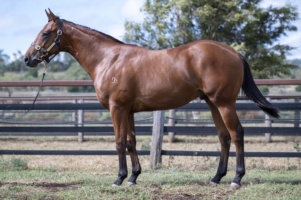 Tiger of Malay (AUS) / Thera (AUS) 2024 Colt - Image 1