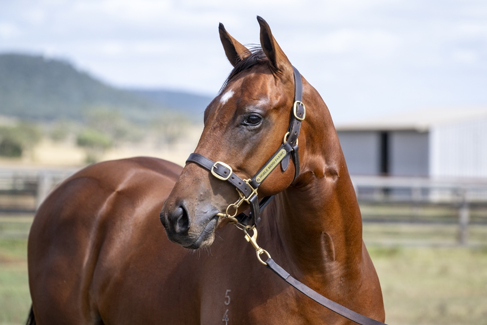 Tiger of Malay (AUS) / Thera (AUS) 2024 Colt - Image 2
