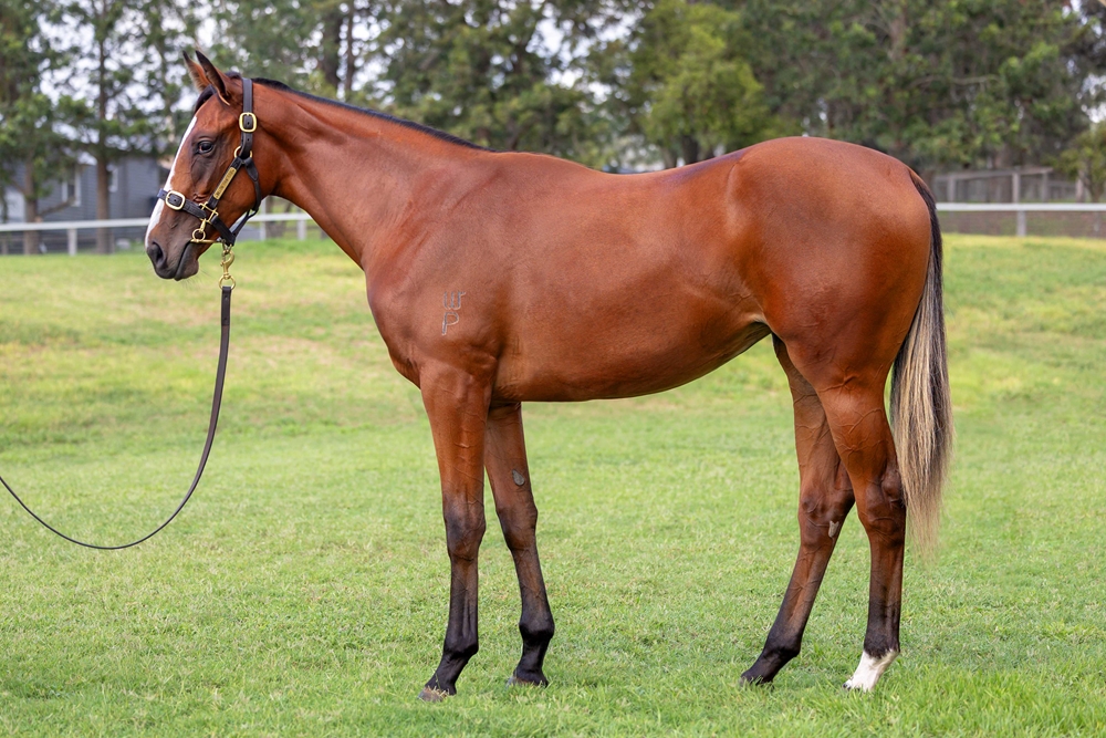 Justify (USA) / Salutadeel (AUS) 2024 Filly - Image 1