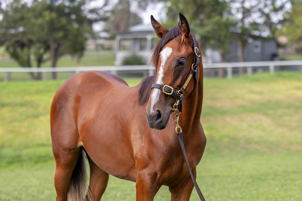 Justify (USA) / Salutadeel (AUS) 2024 Filly - Image 2