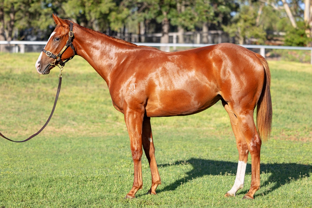 Jacquinot (AUS) / Trellini Jewel (AUS) 2024 Filly - Image 1