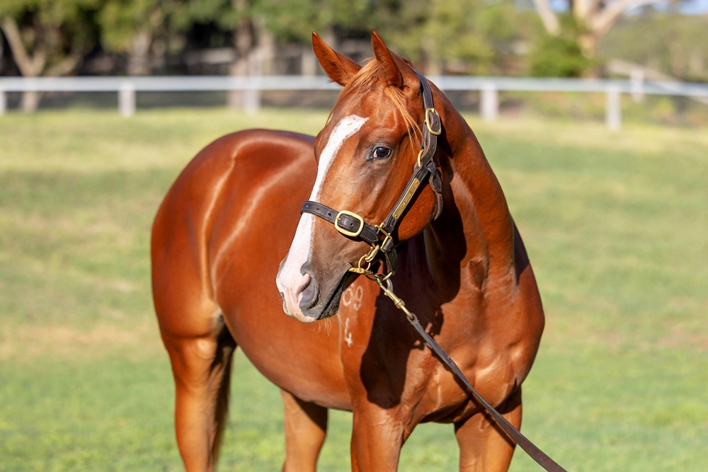 Jacquinot (AUS) / Trellini Jewel (AUS) 2024 Filly - Image 2