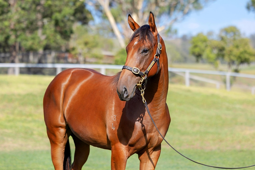 All Too Hard (AUS) / Wahine (AUS) 2024 Filly - Image 2