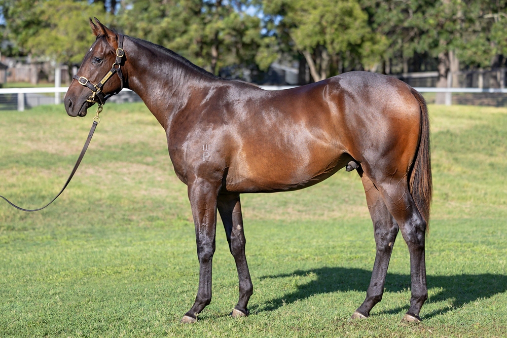 Rebel Dane (AUS) / Allotwoqua (AUS) 2024 Colt - Image 1