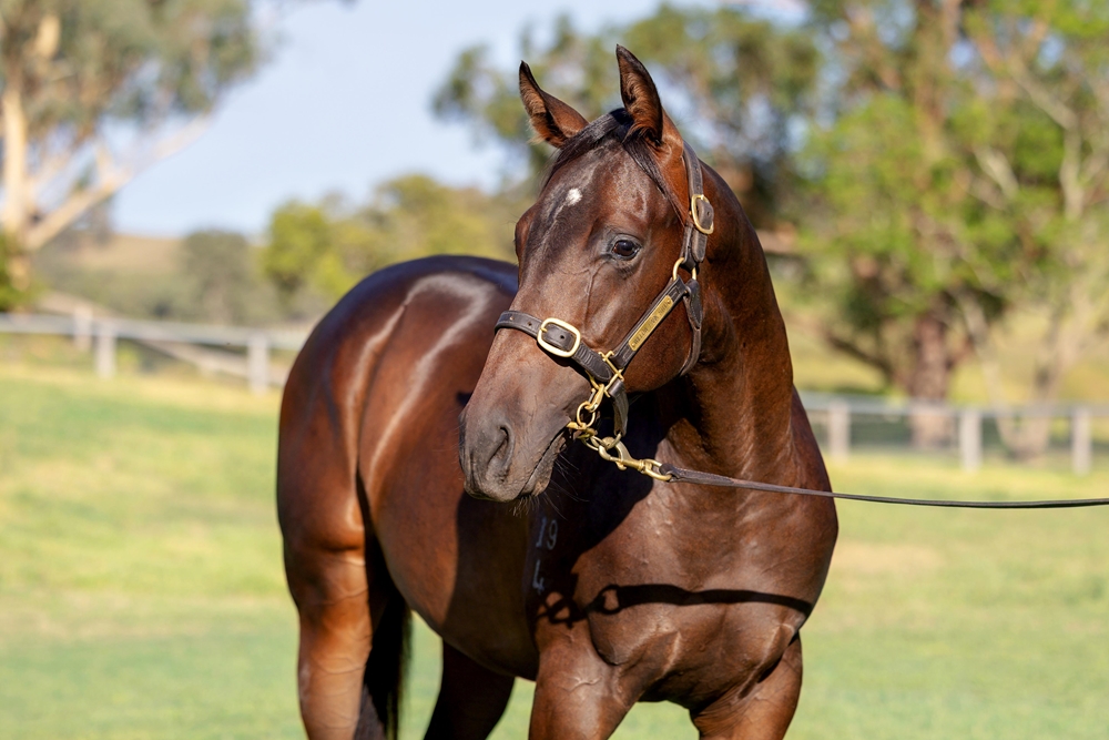 Rebel Dane (AUS) / Allotwoqua (AUS) 2024 Colt - Image 2