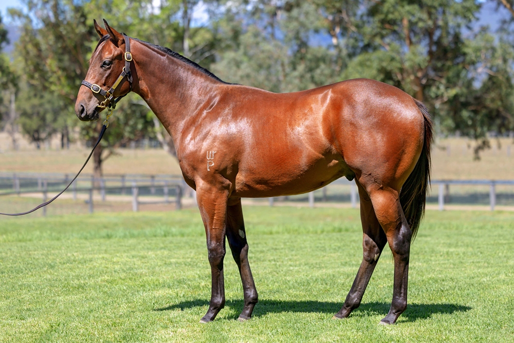 Wild Ruler (AUS) / Cuban Twist (AUS) 2024 Colt - Image 1