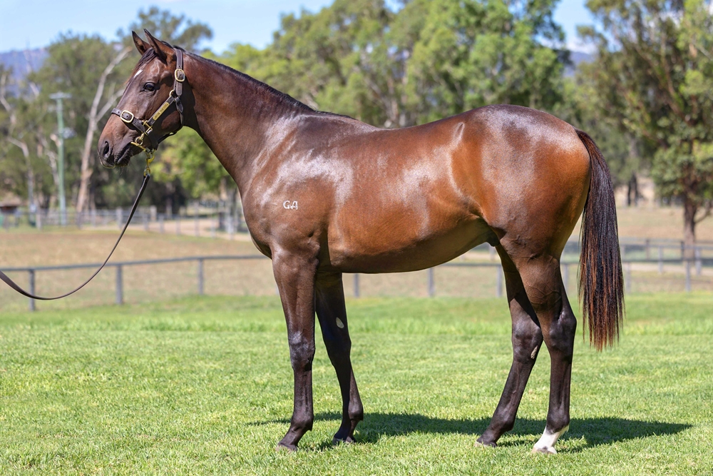 Tassort (AUS) / D'Oro Diva (AUS) 2024 Colt - Image 1