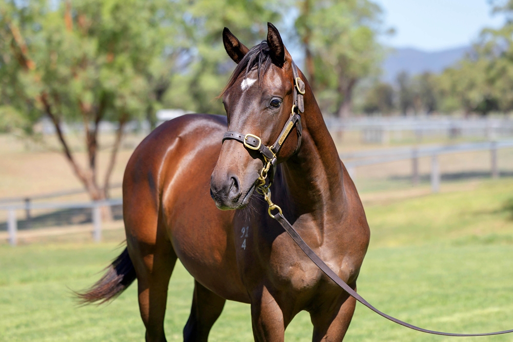 Tassort (AUS) / D'Oro Diva (AUS) 2024 Colt - Image 2