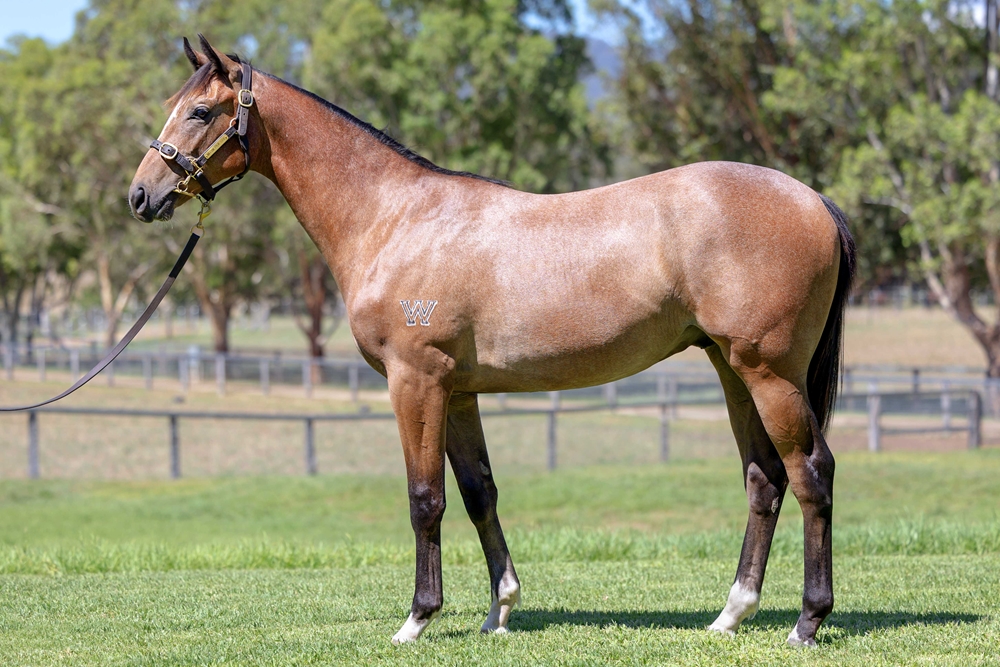Bivouac (AUS) / Diorissima (AUS) 2024 Colt - Image 1