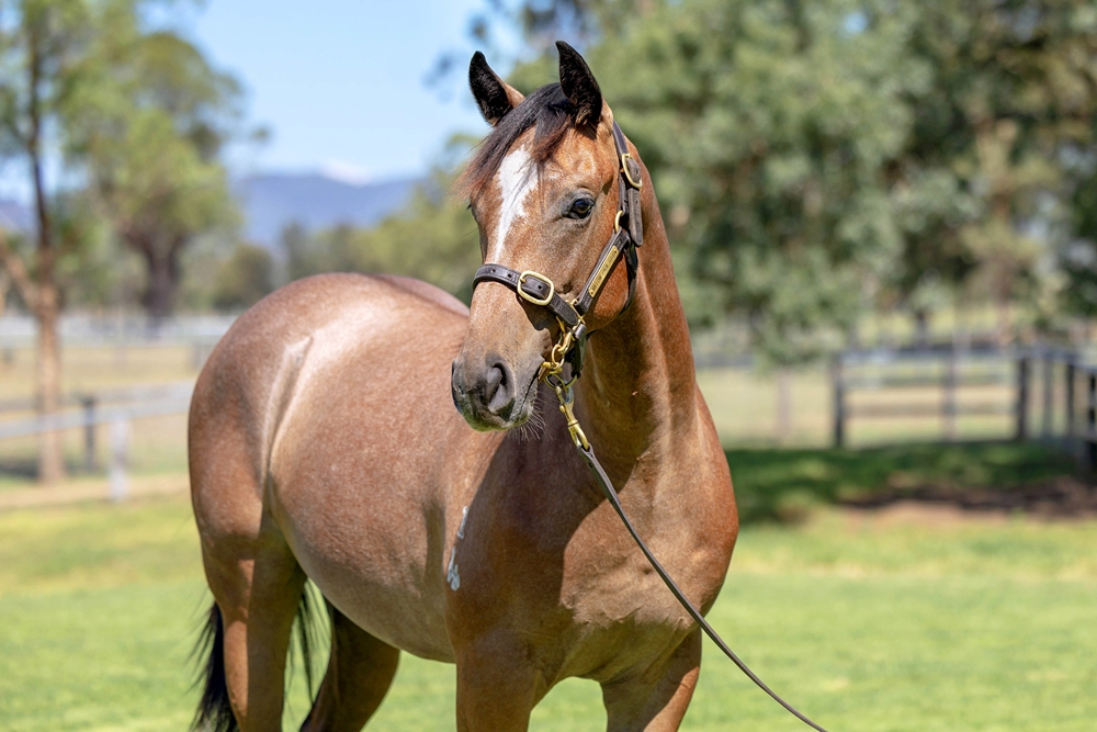 Bivouac (AUS) / Diorissima (AUS) 2024 Colt - Image 2