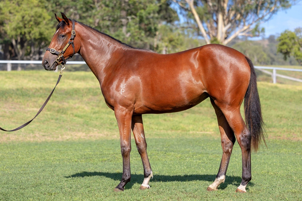 State of Rest (IRE) / Excelegant (AUS) 2024 Filly - Image 1