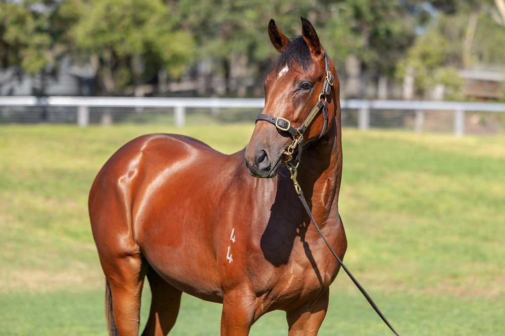 State of Rest (IRE) / Excelegant (AUS) 2024 Filly - Image 2