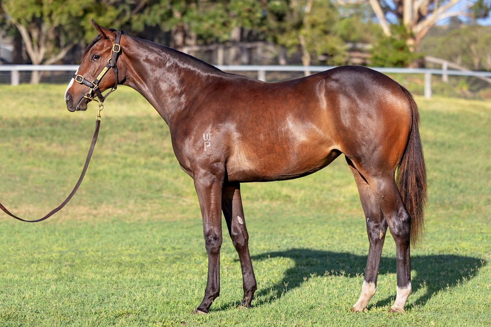 Capitalist (AUS) / Hermosa Beach (AUS) 2024 Filly - Image 1
