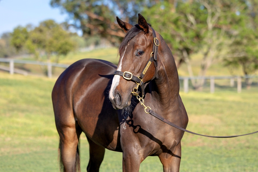 Capitalist (AUS) / Hermosa Beach (AUS) 2024 Filly - Image 2