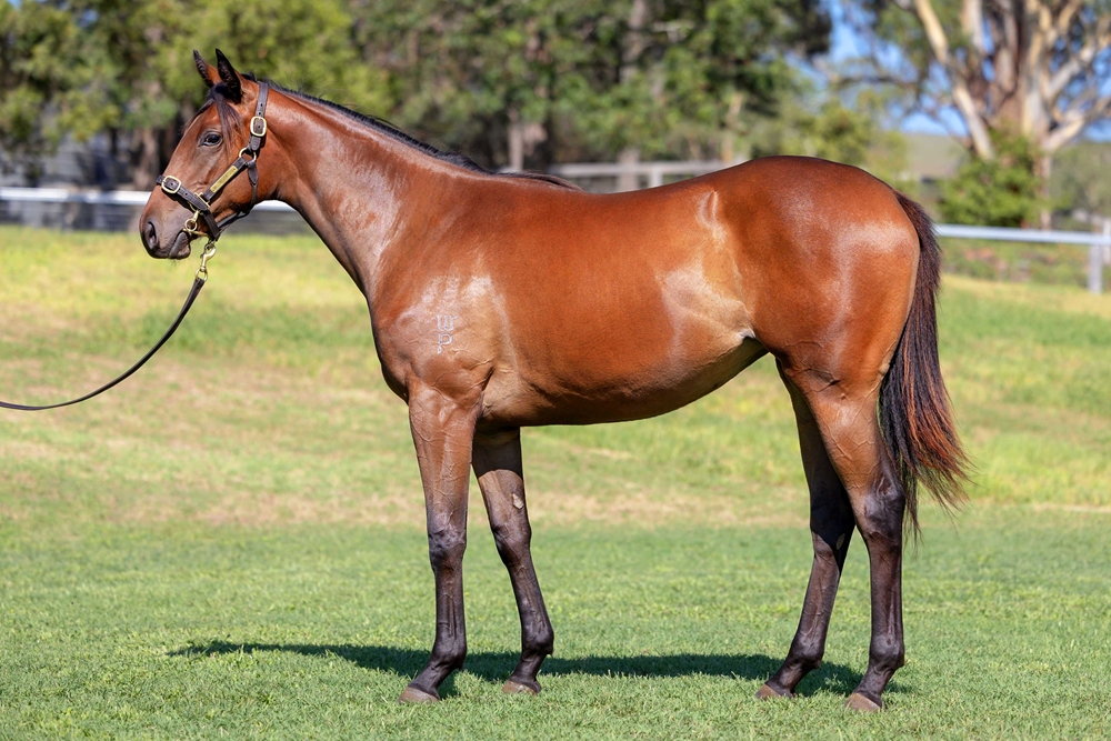 Russian Revolution (AUS) / Hit a Provisional (USA) 2024 Filly - Image 1