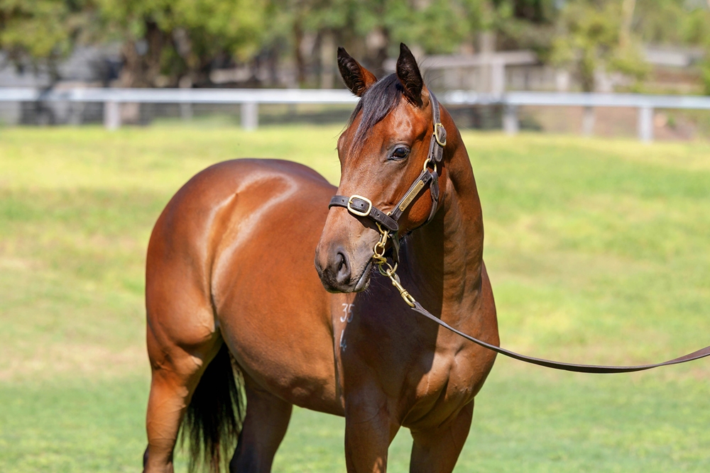 Russian Revolution (AUS) / Hit a Provisional (USA) 2024 Filly - Image 2