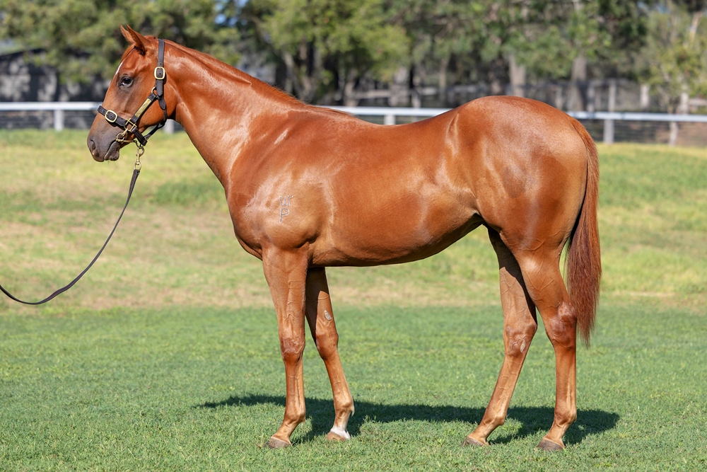 Pride of Dubai (AUS) / Illuminati (NZ) 2024 Filly - Image 1