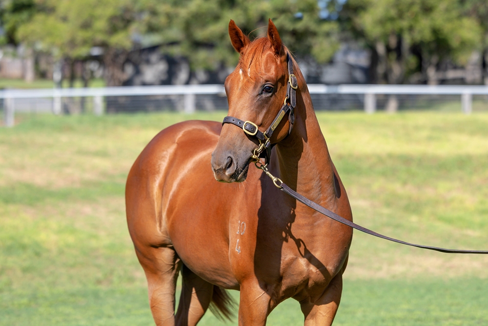 Pride of Dubai (AUS) / Illuminati (NZ) 2024 Filly - Image 2