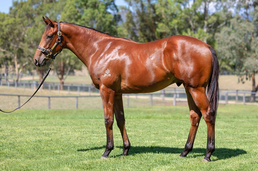 Tassort (AUS) / Licciardi (AUS) 2024 Colt - Image 1