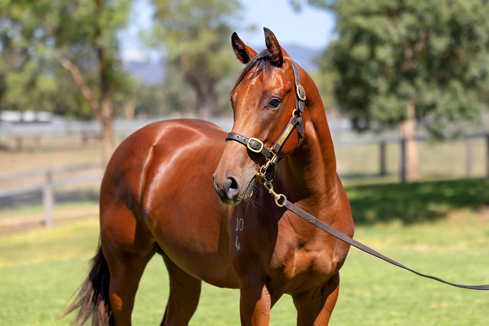 Tassort (AUS) / Licciardi (AUS) 2024 Colt - Image 2