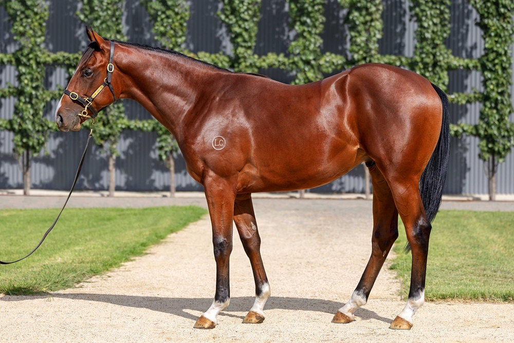 Microphone (AUS) / Mayameen (AUS) 2024 Colt - Image 1