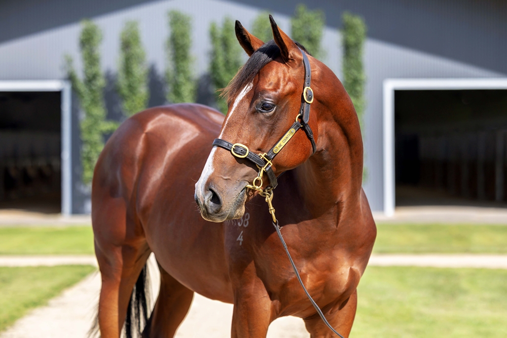 Microphone (AUS) / Mayameen (AUS) 2024 Colt - Image 2