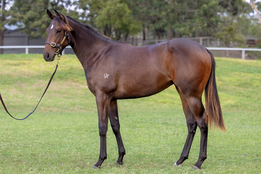 Captivant (AUS) / More Excitement (AUS) 2024 Filly - Image 1