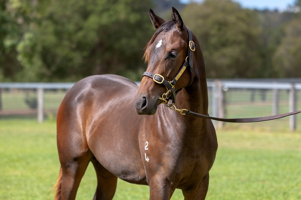 Captivant (AUS) / More Excitement (AUS) 2024 Filly - Image 2