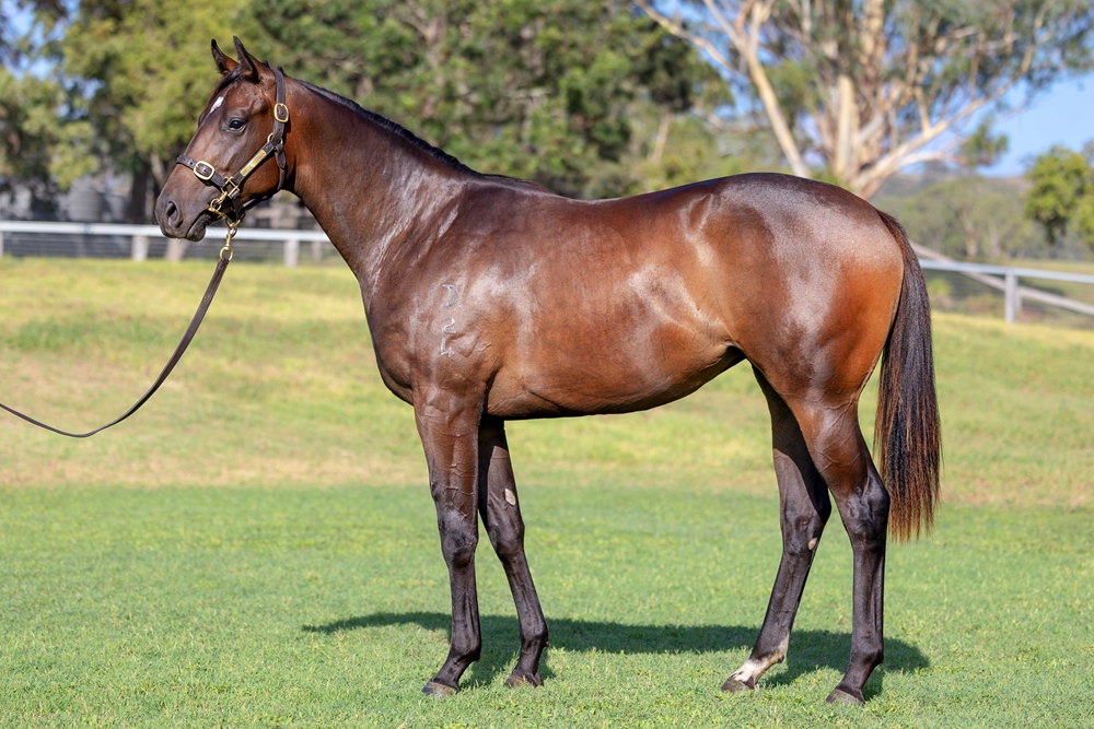 Russian Revolution (AUS) / Okeechobee (AUS) 2024 Filly - Image 1