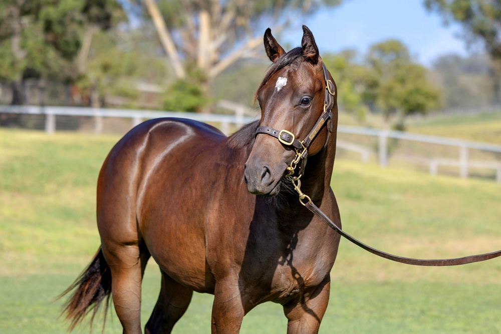 Russian Revolution (AUS) / Okeechobee (AUS) 2024 Filly - Image 2