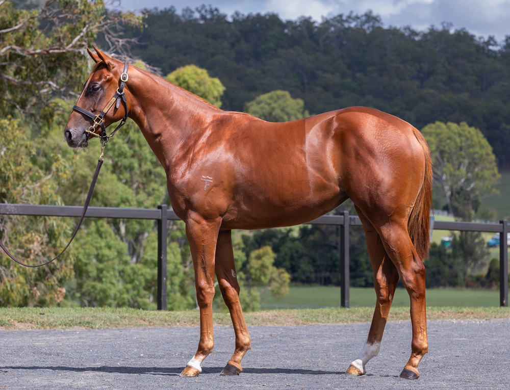 Zousain (AUS) / White Slipper (AUS) 2024 Filly - Image 1