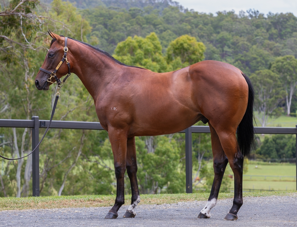 Exceedance (AUS) / Win the Lottery (AUS) 2024 Colt - Image 1