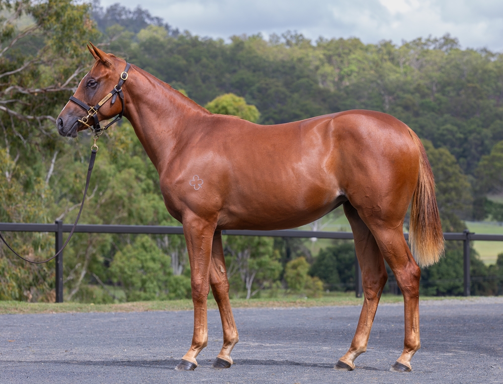 In the Congo (AUS) / Zou de Moon (AUS) 2024 Filly - Image 1