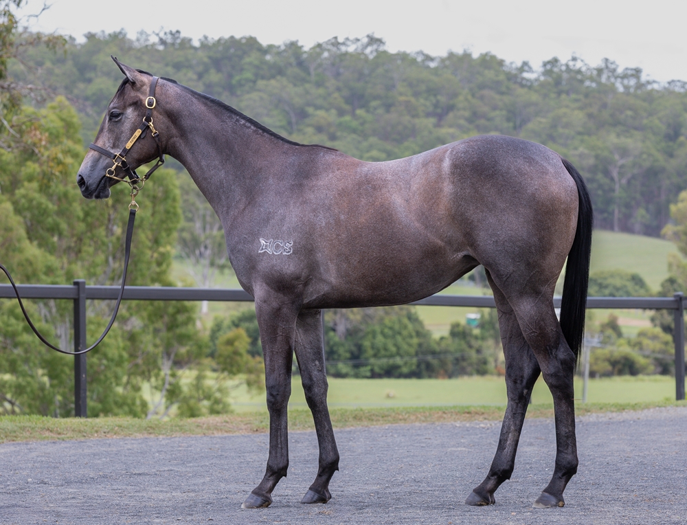 Tagaloa (AUS) / Bagnaia (AUS) 2024 Filly - Image 1