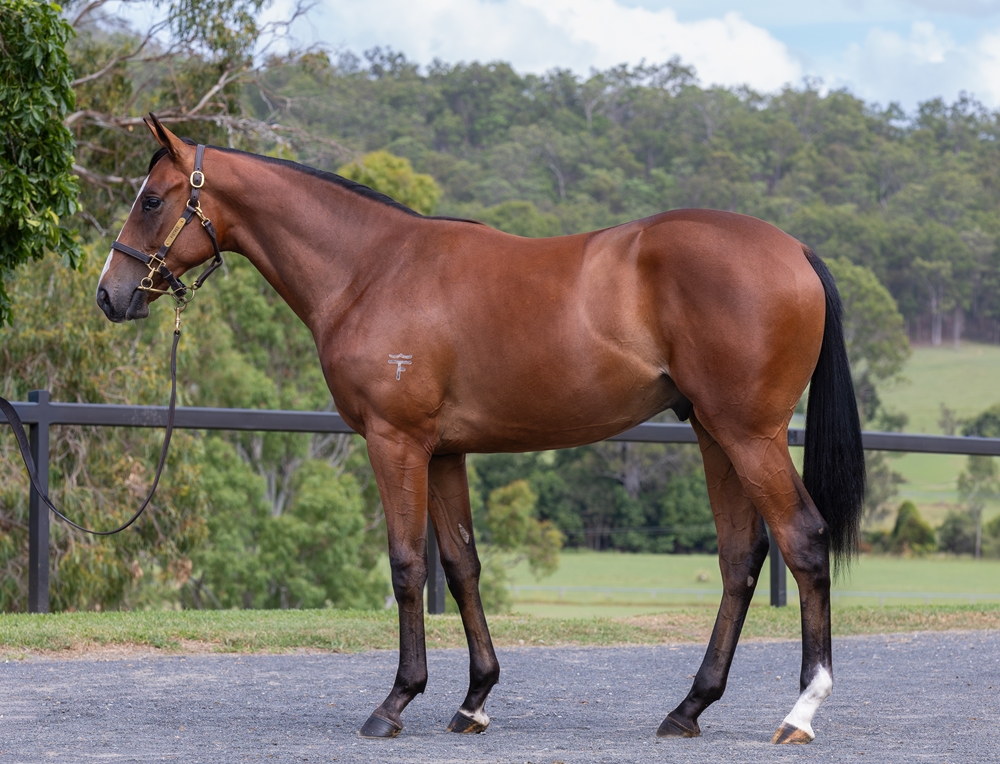 Stronger (AUS) / Brazen Rocker (AUS) 2024 Colt - Image 1