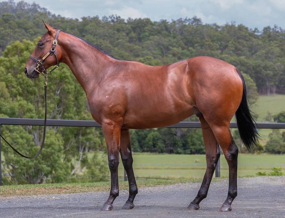 Wild Ruler (AUS) / Desert Rose (NZ) 2024 Colt - Image 1